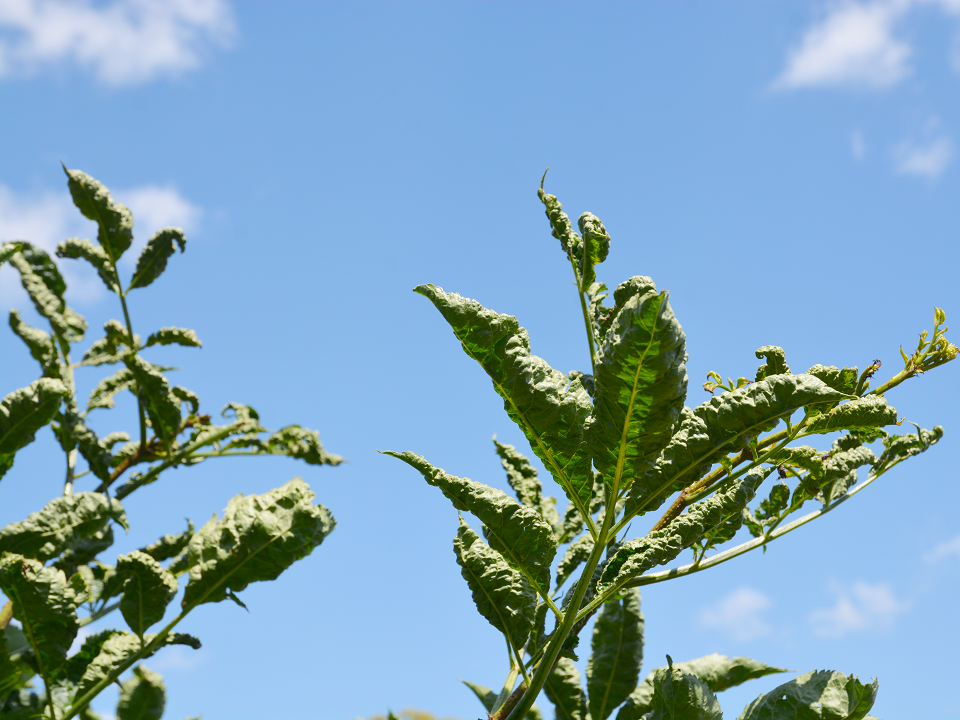 Kleinschuster_19_07_Kräuselmilbenbefall_Holunder (4zu3).png